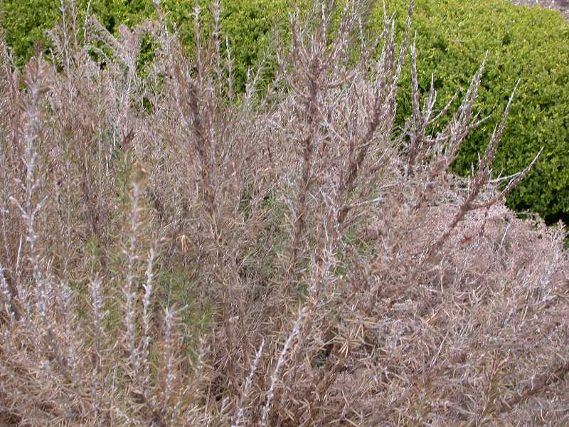 Bacterial spots, blights, and rots